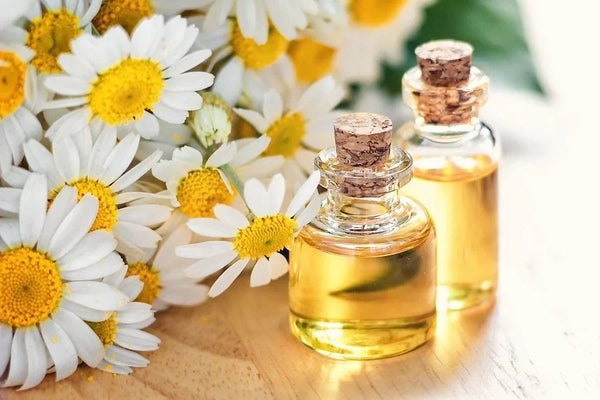 Chamomile Extract